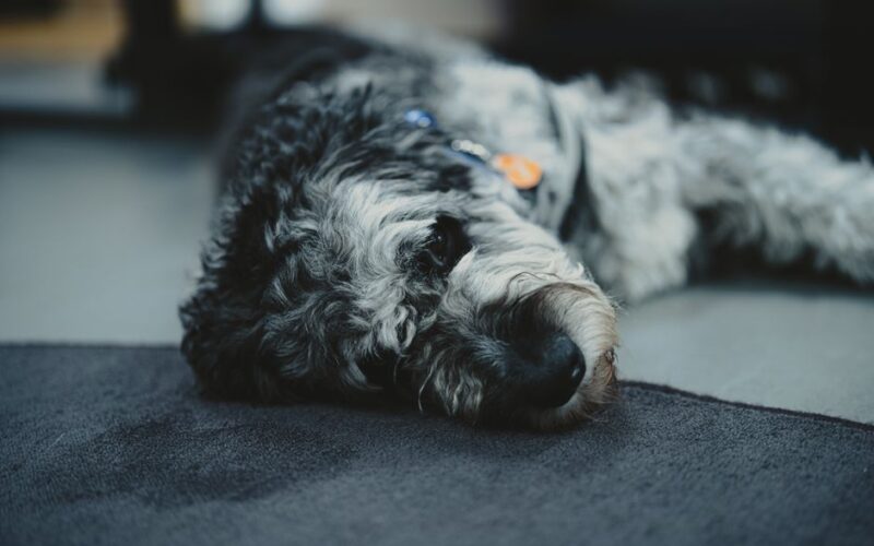 Close-up of a relaxed Schnauzer resting on carpet indoors, Nuuk, Greenland.