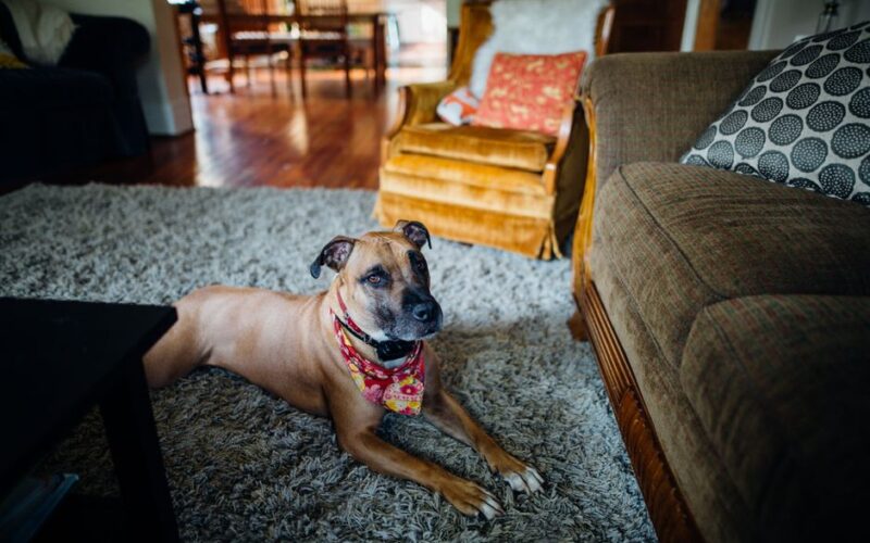 From above of serene smooth haired purebred dog in decorative neck scarf and collar lying on soft rug near sofa and armchair while looking at camera in flat