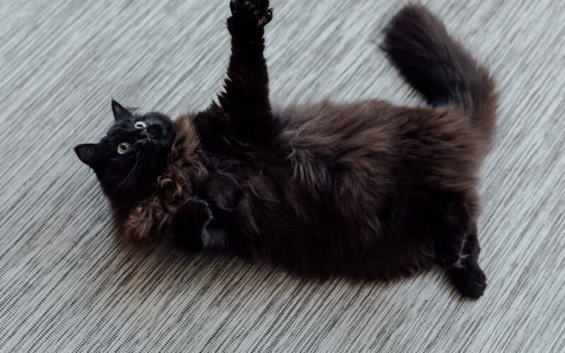 Fluffy black cat playfully rolling on a textured indoor carpet.