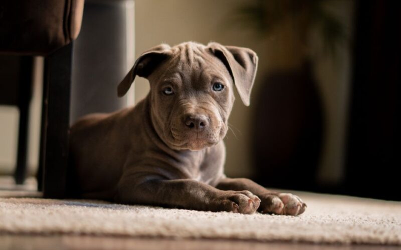Charming pitbull puppy lying on a soft carpet indoors, showing a calm and relaxed pose.