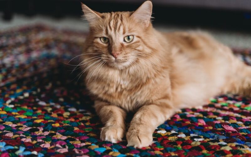 Cute ginger cat lying on a vibrant multicolored carpet in a cozy indoor setting.