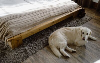 The Best Canister Vacuums For Pet Hair of 2026