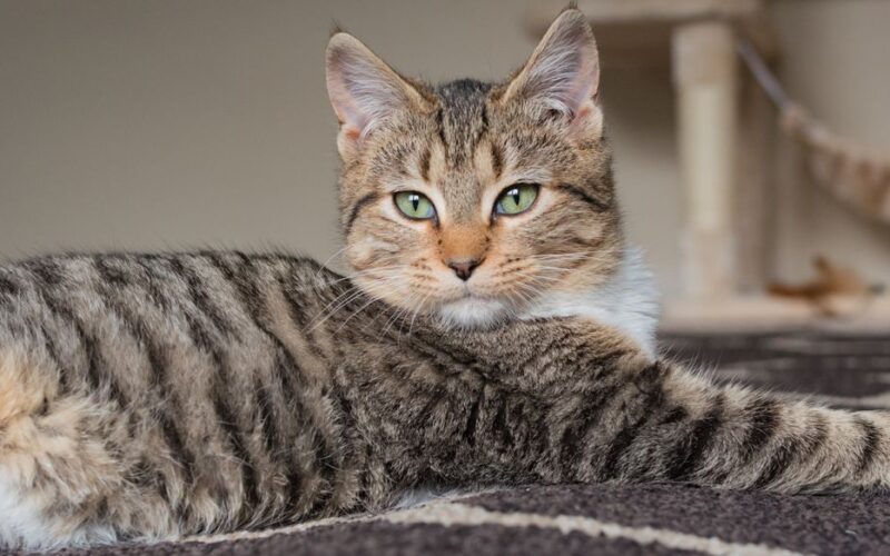 Close-up of a relaxed tabby cat lying on a carpet indoors, showcasing its fluffy appearance.