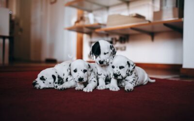 The Best Carpet Shampoo Vacuums For Pet Hair of 2026