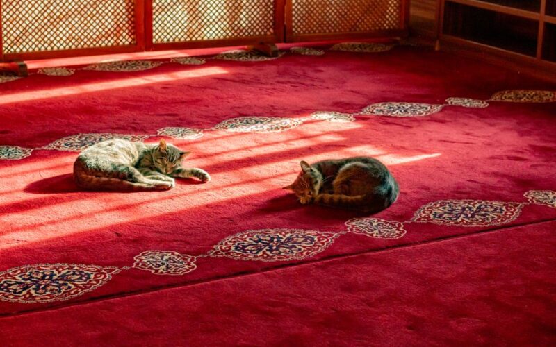 Two cats napping on a vibrant red carpet with intricate patterns under warm sunlight.