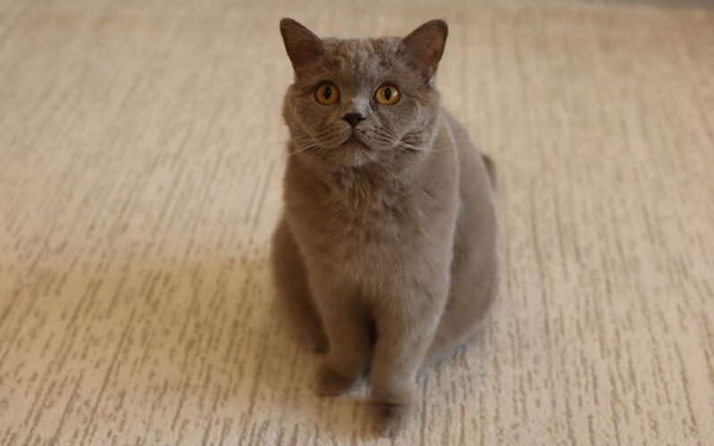 Charming British Shorthair cat with plush gray fur sitting indoors on a cozy carpet.