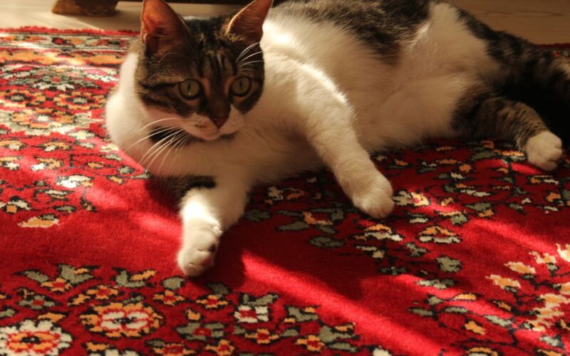 A tabby and white cat with green eyes lounging on a red Persian-style carpet.