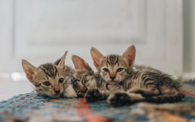 The Best Carpet Vacuums For Pet Hair of 2026
