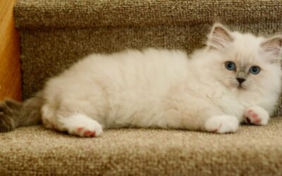 The Best Carpet Vacuums For Pet Owners of 2026
