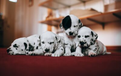 The Best Carpet Vacuums Shampoo For Pets of 2026