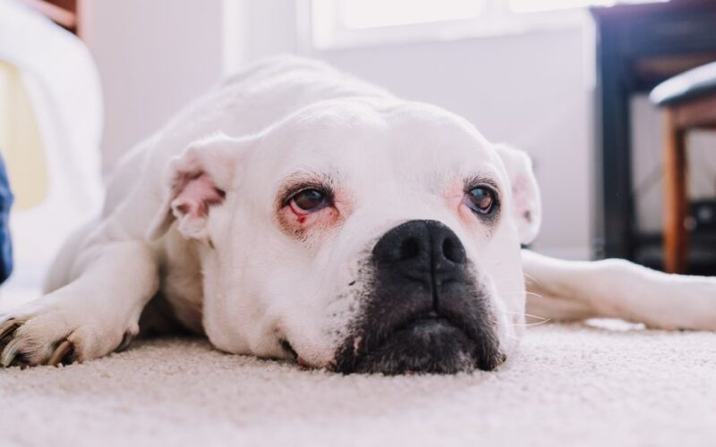 A white Boxer dog lies comfortably on a carpet, exuding a calm and relaxed demeanor.