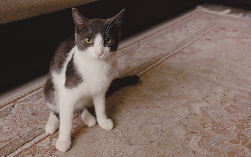 A cute tuxedo cat with bright eyes sitting on a patterned carpet indoors.