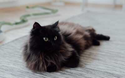 The Best Cat Best Canister Vacuums of 2026