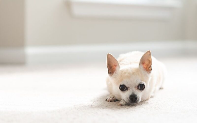 Cute white Chihuahua lying on a soft carpet indoors, showcasing its calm nature.