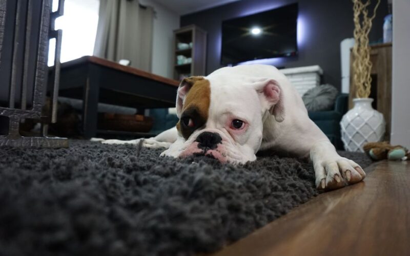 Charming bulldog resting on a cozy rug in a stylish living room setting.
