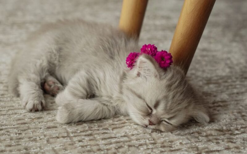 Cute sleeping kitten with pink flowers on head, lying on a carpet indoors.