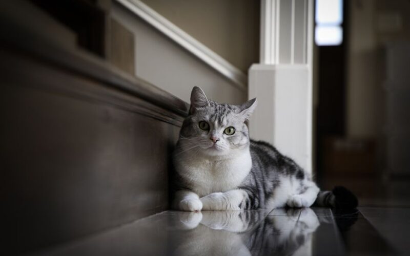 A calm tabby cat with striking eyes resting indoors on a polished floor, exuding a relaxed demeanor.