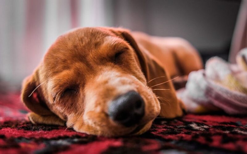Close-up of a cute puppy sleeping peacefully on a textured rug indoors.