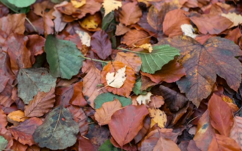 A vibrant collection of autumn leaves creating a rich carpet of fall colors.