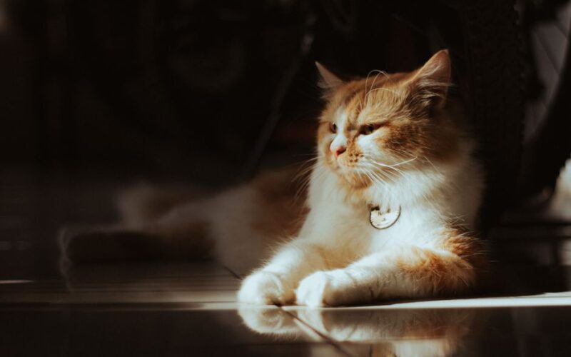 Cat lounging indoors in warm sunlight on a polished floor, evoking a sense of calm and comfort.