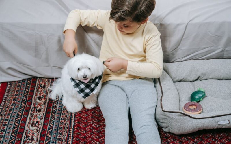 A child sits on a colorful carpet interacting with a small white dog wearing a bandana, next to a soft dog bed.