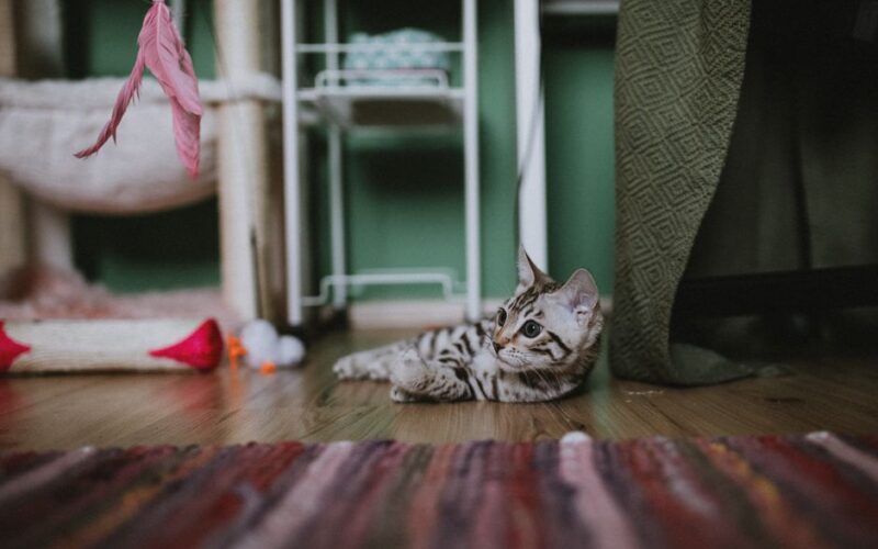 A cute Bengal kitten lying on a colorful rug indoors, surrounded by cat toys in a cozy home environment.
