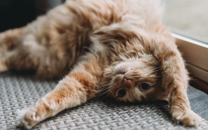 Adorable ginger cat playfully stretching on a cozy carpet near a windowsill indoors.