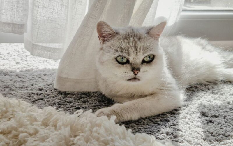 Adorable British shorthair cat lying on carpet by window, enjoying sunlight.