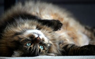 The Best Robot Vacuums For Cat Hair of 2026