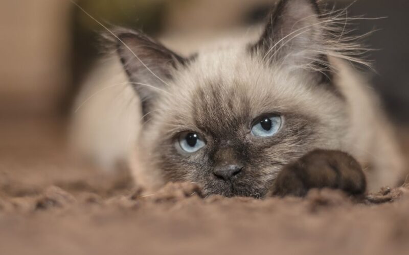 A serene Siamese cat with striking blue eyes lounging on a soft carpet. Perfect for pet lovers.