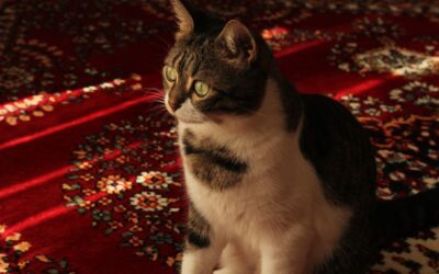 The Best Robot Vacuums For Pet Hair And Berber Carpet of 2026