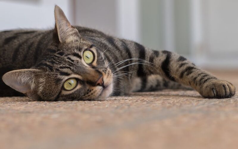 A laid-back tabby cat lying on the carpet, showcasing its beautiful striped fur and bright eyes.