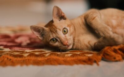 Best Robot Vacuums for Pet Hair and Carpets Worth Buying in 2026