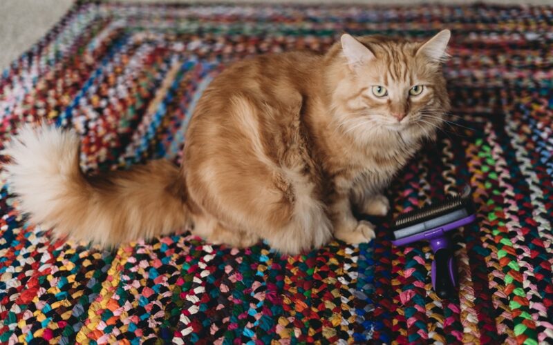 a cat sitting on top of a multicolored rug