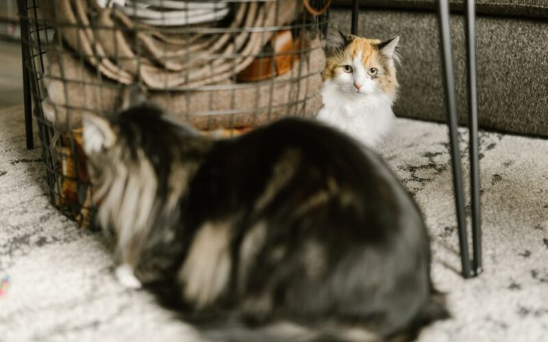 Two fluffy cats lounging beside a basket on a carpeted floor, creating a cozy indoor scene.