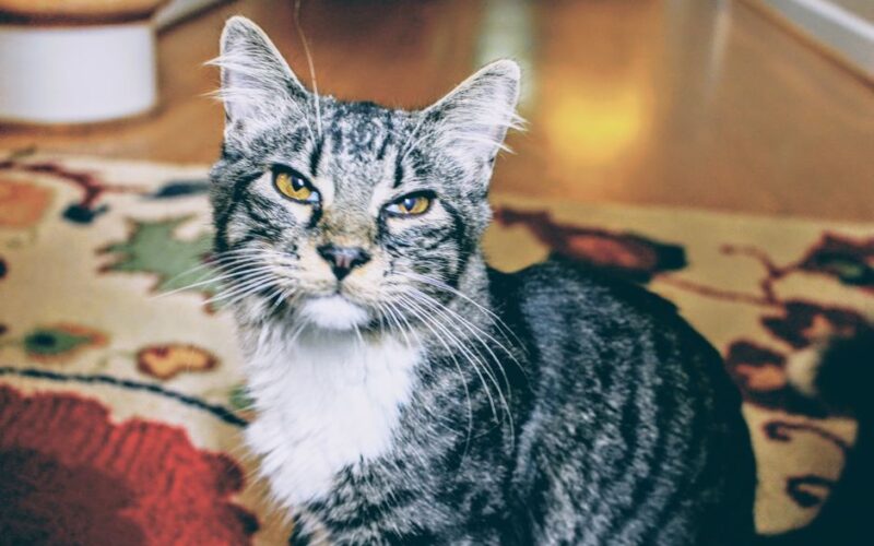 A close-up of a tabby cat with striking yellow eyes sitting on a patterned carpet.