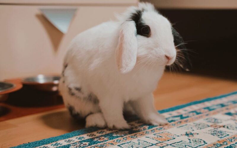 Charming Holland Lop rabbit with black and white fur resting on a colorful rug indoors.