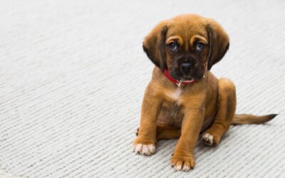 The Best Small Vacuums For Carpet of 2026