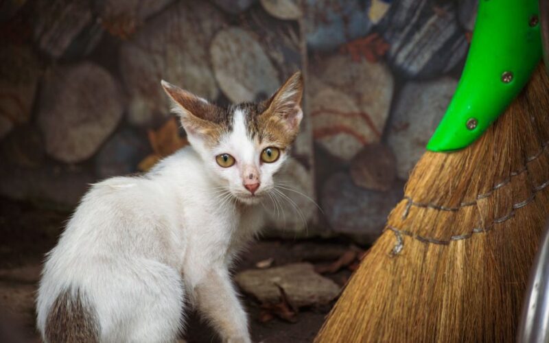 A curious stray kitten with mixed fur near a colorful broom outdoors.