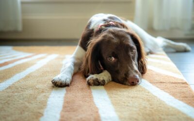 The Best Upright Vacuums For Pet Carpets of 2026