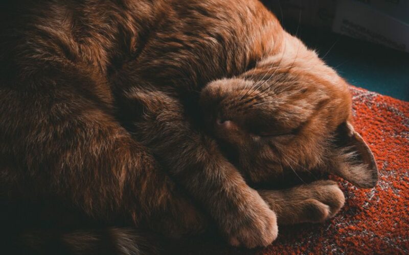 A peaceful tabby cat sleeps curled up on a cozy orange rug, creating a warm ambiance.