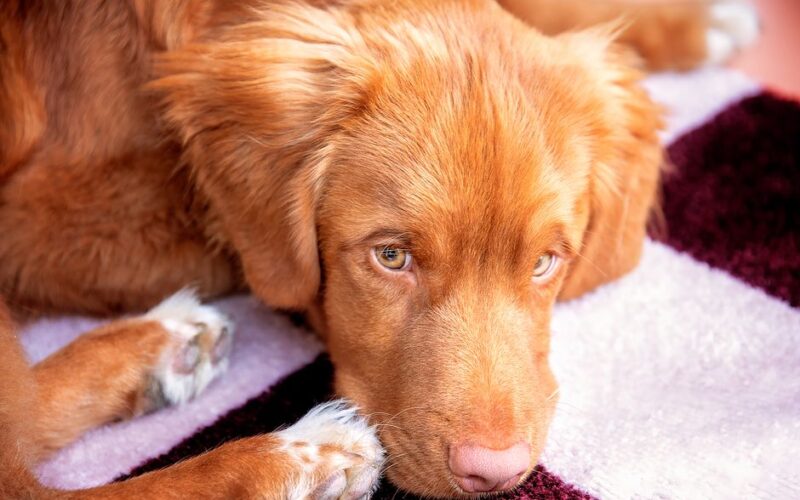 Adorable Nova Scotia Duck Tolling Retriever puppy lying indoors on a carpet.