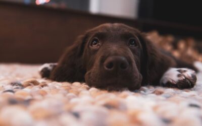 The Best Vacuums For Animals of 2026