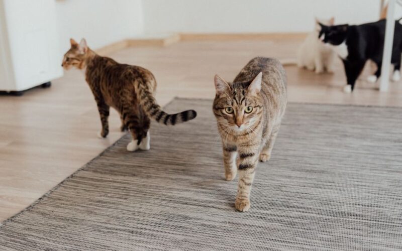 Multiple domestic cats, including tabbies, walking on a rug indoors. Animal photography of pets.
