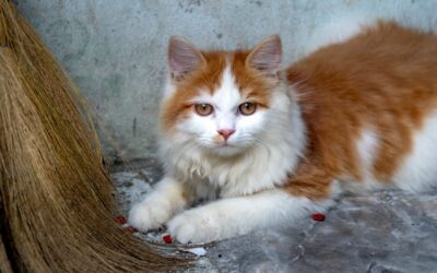 The Best Vacuums For Caats of 2026
