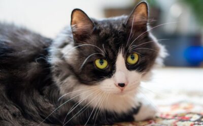 The Best Vacuums For Carpet And Pet Hair of 2026