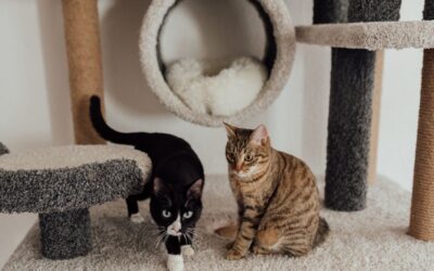 The Best Vacuums For Carpet Pet Hair of 2026