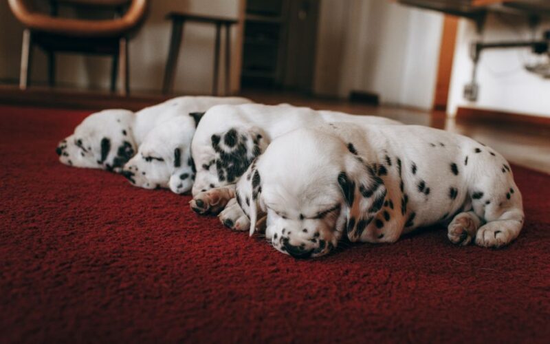 Cute Dalmatian puppies peacefully asleep on a plush red carpet indoors. Perfect scene of tranquility and warmth.