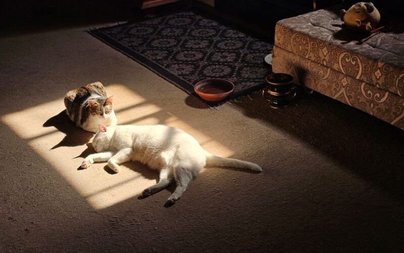 Two cats bask in warm sunlight on carpeted floor, creating a serene scene.