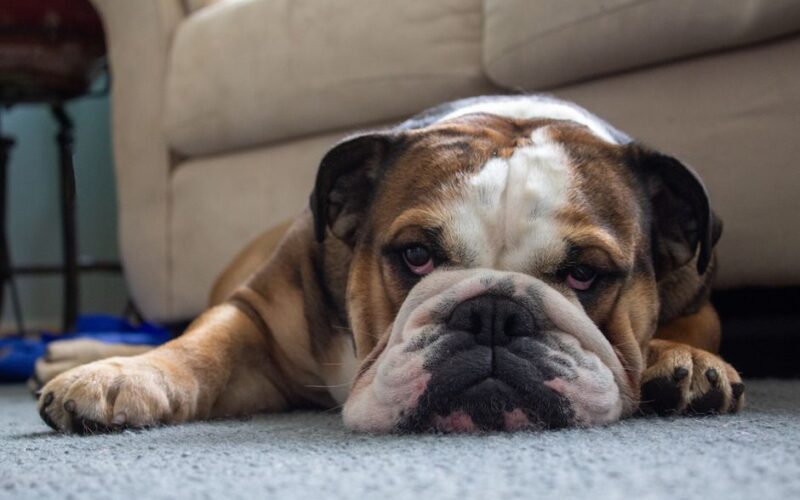 Cute English bulldog lying lazily on the carpet in a cozy home setting.
